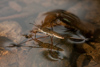 Water Striders